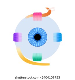 Extraocular muscles anatomy. Structure of the human eye infographic. control the movements of the eyeball and the superior eyelid. Iris, outermost, retina and sclera medical flat vector illustration