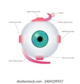 Extraocular muscles anatomy. Structure of the human eye infographic. control the movements of the eyeball and the superior eyelid. Iris, outermost, retina and sclera medical flat vector illustration