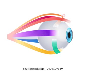 Extraocular muscles anatomy. Structure of the human eye infographic. control the movements of the eyeball and the superior eyelid. Iris, outermost, retina and sclera medical flat vector illustration