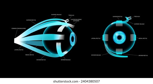 Extraocular muscles anatomy. Structure of the human eye infographic. control the movements of the eyeball and the superior eyelid. Iris, outermost, retina and sclera medical flat vector illustration