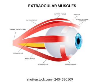 Extraocular muscles anatomy. Structure of the human eye infographic. control the movements of the eyeball and the superior eyelid. Iris, outermost, retina and sclera medical flat vector illustration