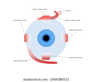 Extraocular muscles anatomy. Structure of the human eye infographic. control the movements of the eyeball and the superior eyelid. Iris, outermost, retina and sclera medical flat vector illustration