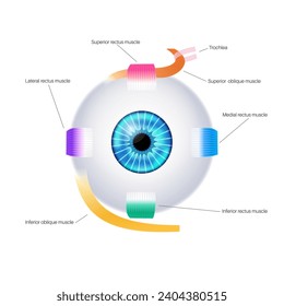 Extraocular muscles anatomy. Structure of the human eye infographic. control the movements of the eyeball and the superior eyelid. Iris, outermost, retina and sclera medical flat vector illustration