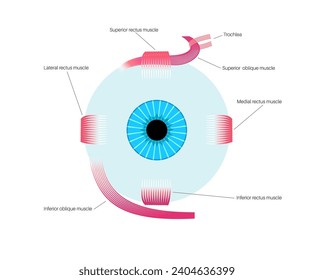 Extraocular muscles anatomy. Structure of the human eye infographic. control the movements of the eyeball and the superior eyelid. Iris, outermost, retina and sclera medical flat vector illustration