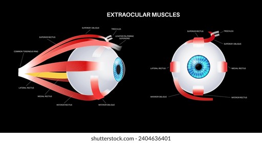 Extraocular muscles anatomy. Structure of the human eye infographic. control the movements of the eyeball and the superior eyelid. Iris, outermost, retina and sclera medical flat vector illustration