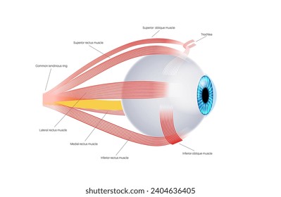 Extraocular muscles anatomy. Structure of the human eye infographic. control the movements of the eyeball and the superior eyelid. Iris, outermost, retina and sclera medical flat vector illustration