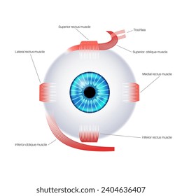 Extraocular muscles anatomy. Structure of the human eye infographic. control the movements of the eyeball and the superior eyelid. Iris, outermost, retina and sclera medical flat vector illustration