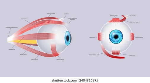 Anatomía de músculos extraroculares. Estructura de la infografía ocular humana. controlar los movimientos del globo ocular y del párpado superior. Iris, ultraperiférica, retina y esclera, ilustración vectorial plana médica