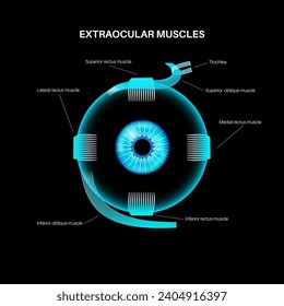 Extraocular muscles anatomy. Structure of the human eye infographic. control the movements of the eyeball and the superior eyelid. Iris, outermost, retina and sclera medical flat vector illustration