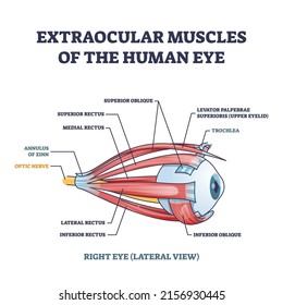 Extraocular Muscles Human Eye Muscular Anatomy Stock Vector (Royalty ...