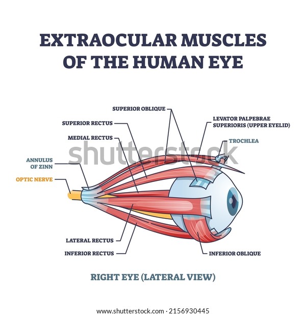 Extraocular muscles of human eye with\
muscular anatomy outline diagram. Labeled educational structure\
scheme with trochlea, annulus of zinn or optic nerve location for\
eye movement vector\
illustration