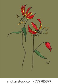 Extraordinarily fantastic flowers Gloriosa, bright red with a yellow rim