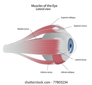 Extrinsic Eye Muscle Diagram