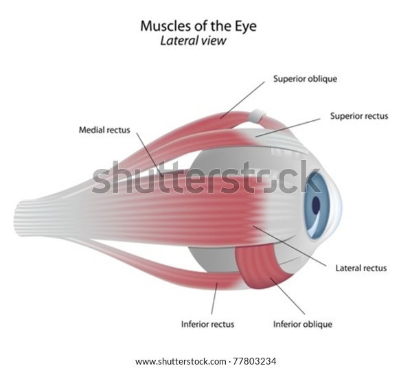 Extrinsic Muscles Eye Stock Vector (Royalty Free) 77803234