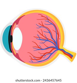 In: Eye Academic Diagram Structure Anatomy