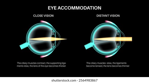 Eye accommodation infographic. Close and distant vision. Retina and sclera, ciliary muscle are contracted and relaxed, rounded and flattened lens. Objects at different distances vector illustration