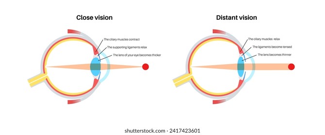 Eye accommodation infographic. Retina and sclera, ciliary muscle are contracted and relaxed, rounded and flattened lens. Objects at different distances and maintain clear images vector illustration