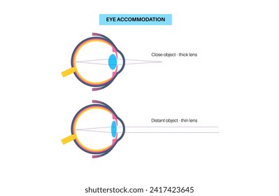 Eye accommodation infographic. Retina and sclera, ciliary muscle are contracted and relaxed, rounded and flattened lens. Objects at different distances and maintain clear images vector illustration