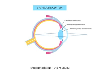 Eye accommodation infographic. Retina and sclera, ciliary muscle are contracted and relaxed, rounded and flattened lens. Objects at different distances and maintain clear images vector illustration