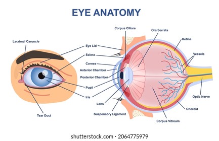 Eye anatome concept. Structure of human body. Graphic elements for medical websites. Study, education. Physiological sight infographic with side and front view. Cartoon flat vector illustration