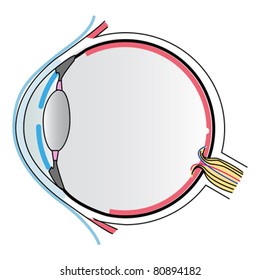 43,392 Human Eye Anatomy Stock Vectors, Images & Vector Art 