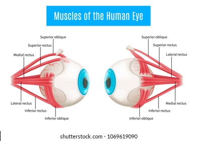 Eye Anatomy 3d Diagram Infographics Layout Showing Human Eyes Muscles In Side View With Labeling Vector Illustration