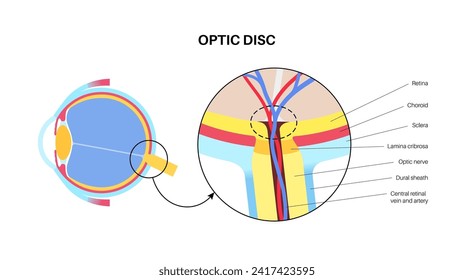 Anatomía ocular y punto ciego, afiche anatómico de disco óptico. Pancarta de escotoma infográfica. Colocar en la retina donde se conecta el nervio óptico. Un tipo de ilusión óptica ilustración vectorial plana médica