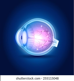 Eye anatomy blue design, beautiful bright colors.