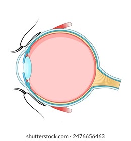 Augenanatomie. Querschnitt eines menschlichen Augapfels. Diagramm für Bildung und medizinische Verwendung. Vektorillustration