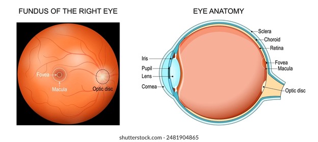 Anatomía ocular. Sección transversal de un ojo humano con la pupila, la córnea, el iris, el cristalino, la esclerótica, la coroides y la retina. Primer plano del fondo del ojo derecho con mácula, fóvea y disco óptico. póster de Vector