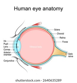 Eye anatomy. Cross section of a Human eyeball. Diagram for education and medical use. Detailed Vector poster