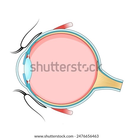 Eye anatomy. Cross section of a Human eyeball. Diagram for education and medical use. Vector illustration