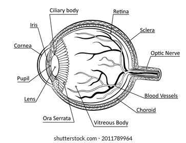 Eye anatomy diagram. Vision organ structure sketch on white background. Vector illustration.