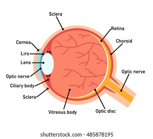 Eye Schematic, Eye Anatomy Diagramvector Illustration, Eye Schematic