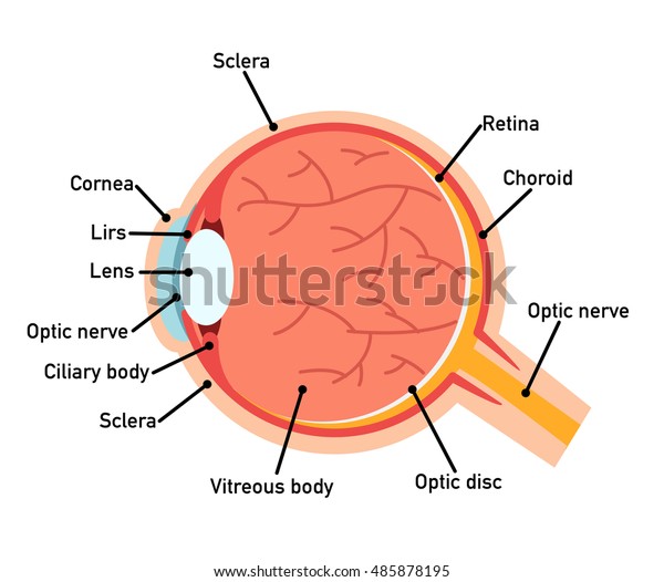 Eye Anatomy Diagramvector Illustration Stock Vector (Royalty Free ...