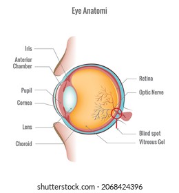 Eye anatomy diagram,vector illustration. Cross section through the eye showing the major structures, chambers and muscle attachments. Human eye structure scheme.