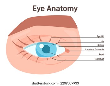 Vista externa de anatomía ocular. Estructura anatómica del órgano de visión humana. Partes sanas del párpado. Ilustración vectorial plana