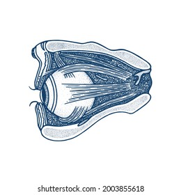 Eye Anatomy Hand Drawn Vector Illustration. Eye, Muscles And Skull Cross Section Vintage Engraving Style Drawing. Human Eye Internal Parts. Medical Poster. Part Of Set.