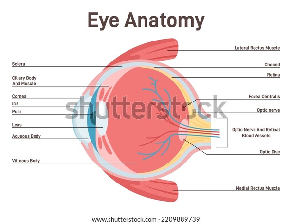 Eye anatomy. Human vision organ cross\
section anatomical structure. Healthy eyeball with muscles and\
blood vessel. Flat vector\
illustration