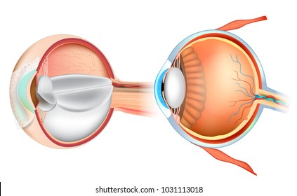 Eye Anatomy Illustration. Cross section of human eye. Detailed illustration isolated on a white background.