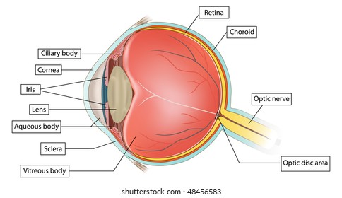eye anatomy illustration on white background