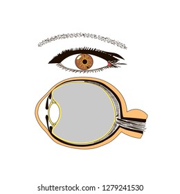 Eye anatomy isolated vector flat image on white