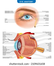 Eye anatomy with labeled structure scheme for human optic outline diagram. illustration for medical websites, Study, education. vector illustration.