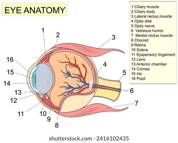 Eye anatomy with labeled structure scheme for human optic outline diagram. Educational physiological and medical sight infographic