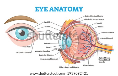 Eye anatomy with labeled structure scheme for human optic outline diagram. Educational physiological and medical sight infographic with side and front view for retina lens study vector illustration.