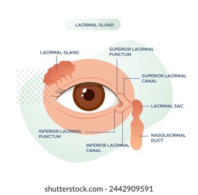 Eye anatomy - Lacrimal Gland - Stock Illustration as EPS 10 File