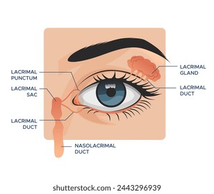 Eye anatomy - The Lacrimal Glands- Stock Illustration as EPS 10 File