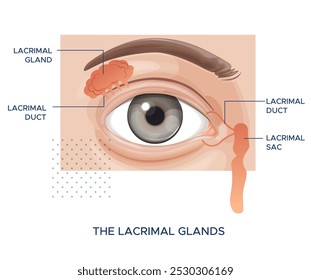 Eye anatomy - The Lacrimal Glands- Stock Illustration as EPS 10 File