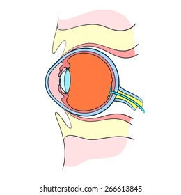 Eye Anatomy Outline Color Vector Illustration Stock Vector (Royalty ...