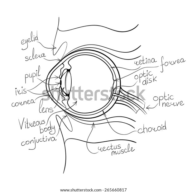Eye Anatomy Outline Vector Illustration Stock Vector (Royalty Free